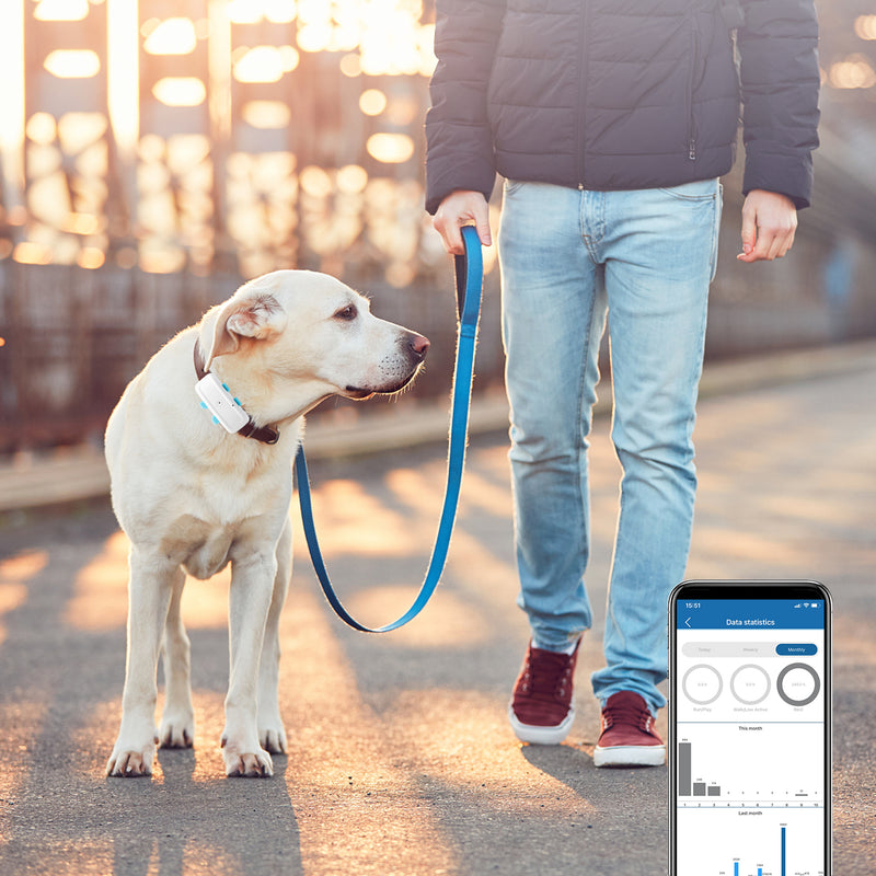 The device shown on a dog being walked by their owner, with app preview of statistics. - Sentriwise